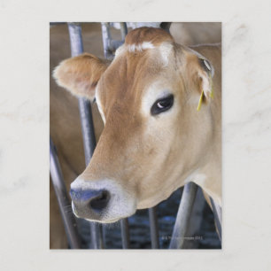 De koe van Jersey met kop in het hoofdslot. Briefkaart