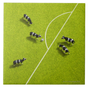De koeien die voetbal spelen tegeltje