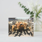 De koeien kwamen thuis briefkaart (Staand voorkant)