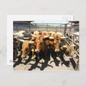 De koeien kwamen thuis briefkaart (Voorkant / Achterkant)