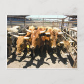 De koeien kwamen thuis briefkaart (Voorkant)