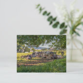 De koeien van Lancanster PA Briefkaart (Staand voorkant)