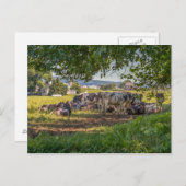 De koeien van Lancanster PA Briefkaart (Voorkant / Achterkant)