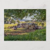 De koeien van Lancanster PA Briefkaart (Voorkant)