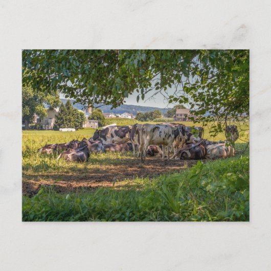 De koeien van Lancanster PA Briefkaart (Voorkant)