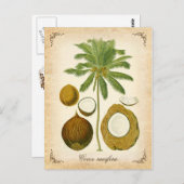 De kokospalm -  illustratie briefkaart (Voorkant / Achterkant)