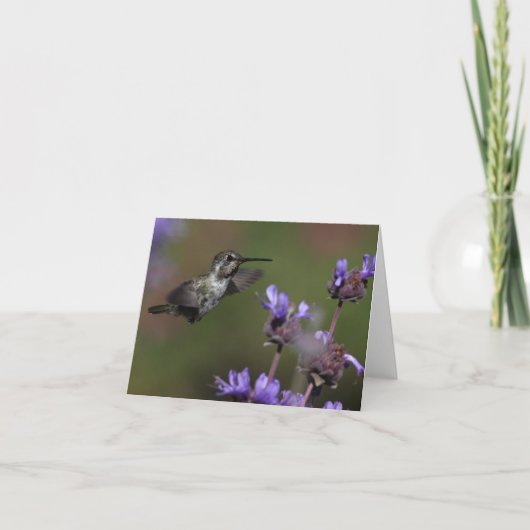 De Kolibrie van Costa - Joe Sweeney - kaart (Voorkant)