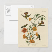 De Kolibrie van de mangrove Briefkaart (Voorkant / Achterkant)