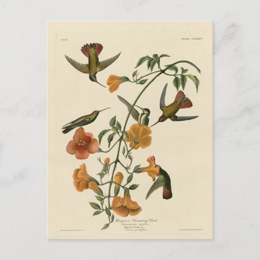 De Kolibrie van de mangrove Briefkaart (Voorkant)