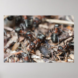 De kolonie van Ant Poster