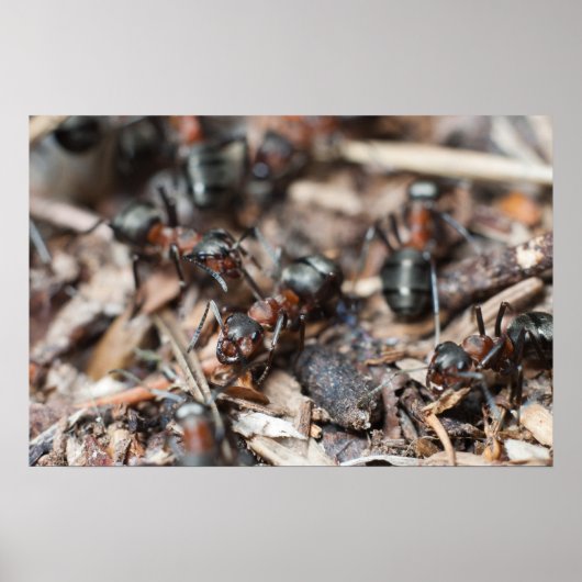 De kolonie van Ant Poster (Voorkant)