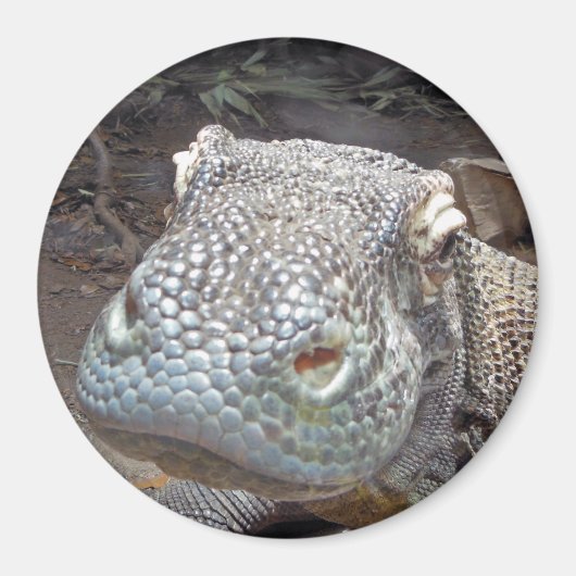 De Komodo look Magneet (Voorkant)