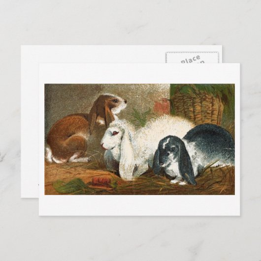 De konijnenstam briefkaart (Voorkant / Achterkant)