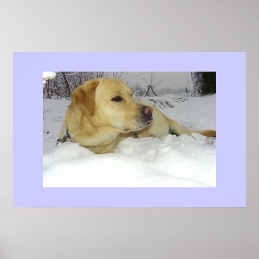 De koning in de sneeuw - Labrador winter scene Poster (Voorkant)