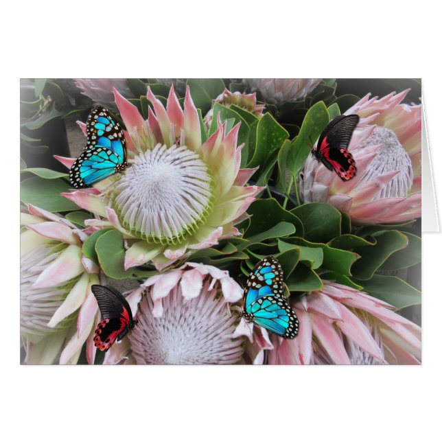 De koning Protea (Voorkant Horizontaal)