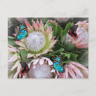 De koning Protea Briefkaart
