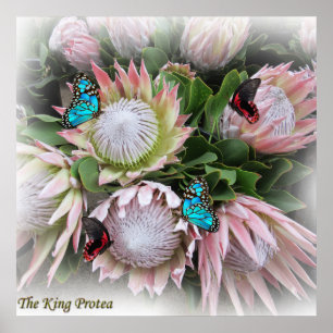 De koning Protea Poster