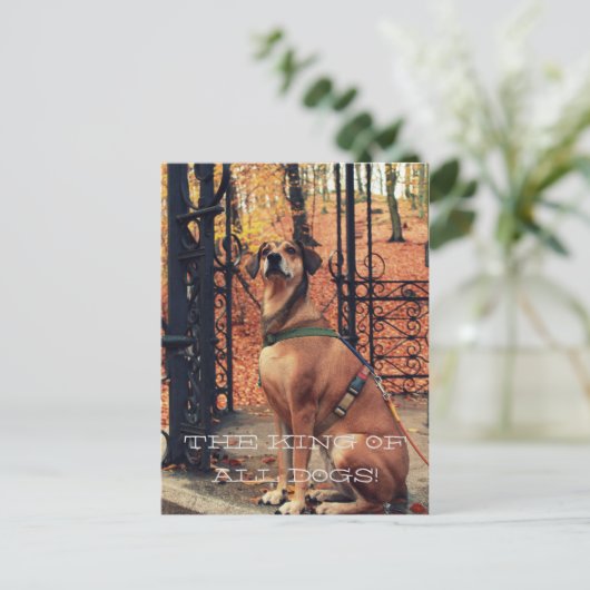 DE KONING VAN ALLE HONDEN Briefkaart voor honden (Staand voorkant)