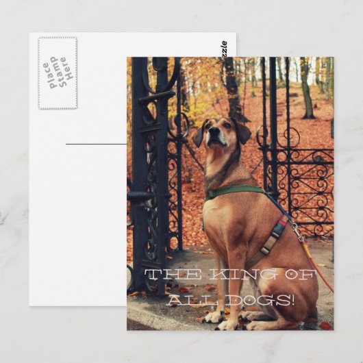 DE KONING VAN ALLE HONDEN Briefkaart voor honden (Voorkant / Achterkant)