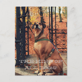 DE KONING VAN ALLE HONDEN Briefkaart voor honden