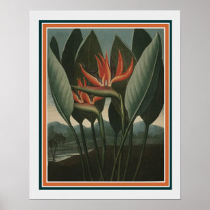 De koningin van Flora 16 x 20 Poster