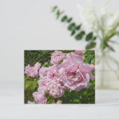 De koningin van Zweden Roos Briefkaart (Staand voorkant)