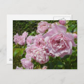 De koningin van Zweden Roos Briefkaart (Voorkant / Achterkant)