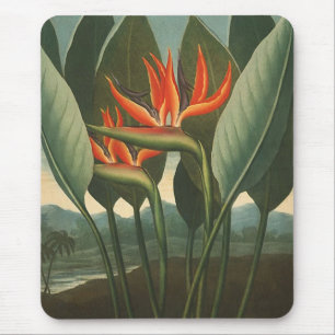 "De koningin (vogel van het paradijs)" - Tempel va Muismat