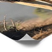 De koninklijke leeuw: koning van de savanne poster (Hoek)