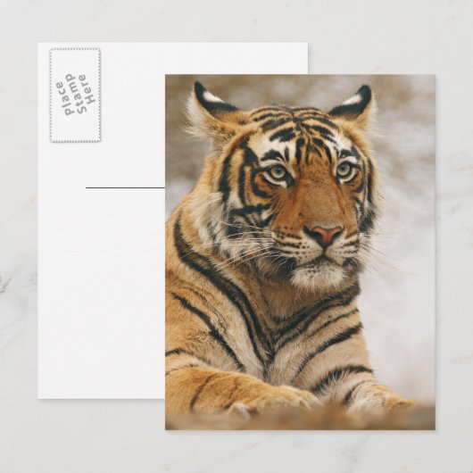 De koninklijke Tijger van Bengalen op de rots, Briefkaart (Voorkant / Achterkant)