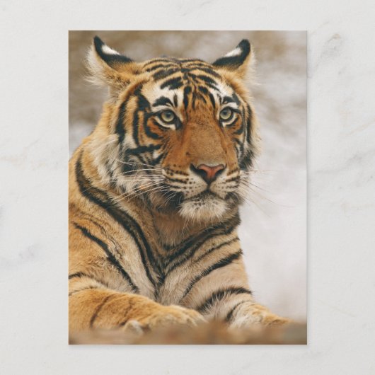 De koninklijke Tijger van Bengalen op de rots, Briefkaart (Voorkant)