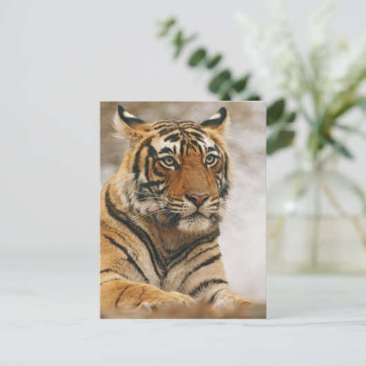 De koninklijke Tijger van Bengalen op de rots, Briefkaart (Staand voorkant)