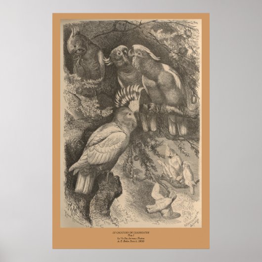 De kookpan van de Leadbeater Poster (Voorkant)