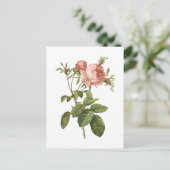 de kool nam (Rosa centifoliafoliacea) met Redouté Briefkaart (Staand voorkant)