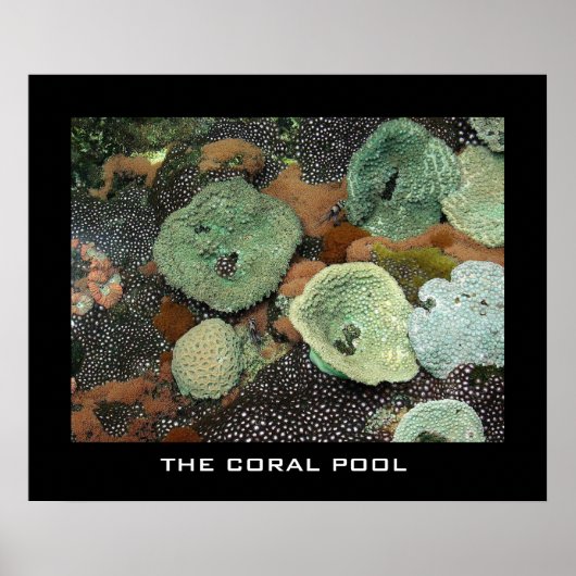 De koraalpool poster (Voorkant)
