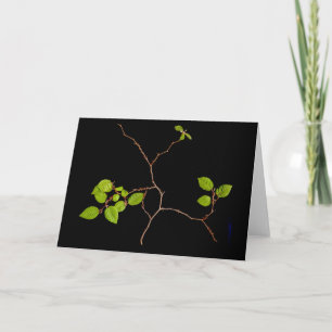 De Koreaanse kaart van de Bonsai Horbeam
