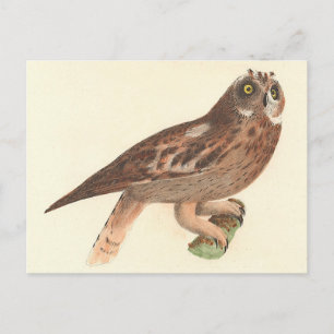 De kortarmige uil (Otus palustris) New York Bird Briefkaart