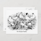 De kortharige tuimelduiven briefkaart (Voorkant / Achterkant)