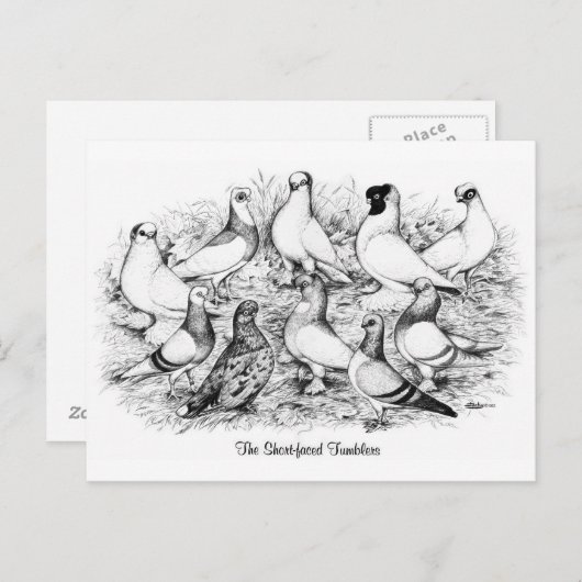 De kortharige tuimelduiven briefkaart (Voorkant / Achterkant)