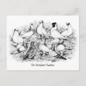 De kortharige tuimelduiven briefkaart (Voorkant)