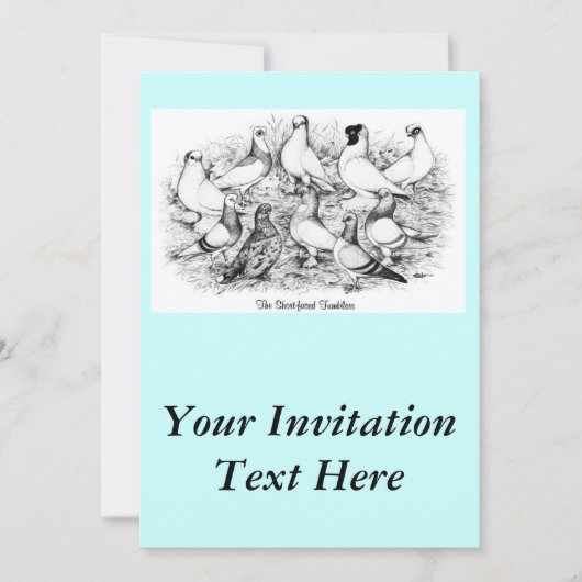 De kortharige tuimelduiven kaart (Voorkant)