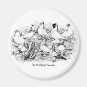 De kortharige tuimelduiven magneet (Voorkant)