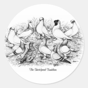 De kortharige tuimelduiven ronde sticker