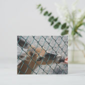 De kostbare deer - briefkaart (Staand voorkant)