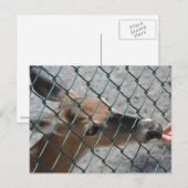 De kostbare deer - briefkaart (Voorkant / Achterkant)