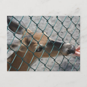 De kostbare deer - briefkaart