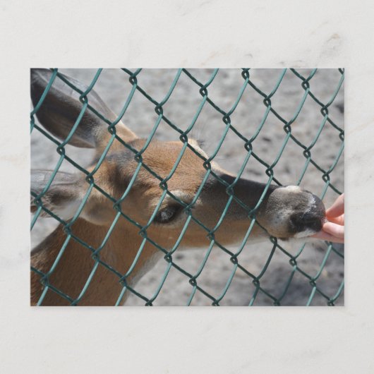 De kostbare deer - briefkaart (Voorkant)