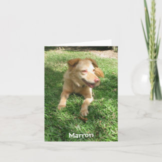 De kostbare Reeks van de Hond:  Marron Kaart