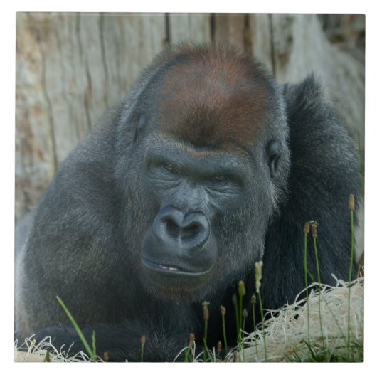 De koude tijd van Gorilla Lope Tegeltje (Voorkant)