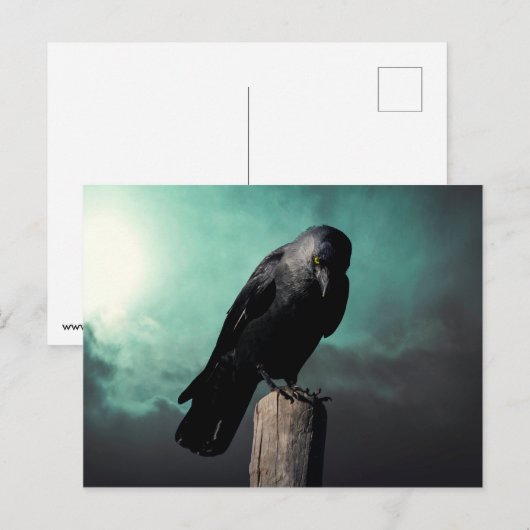 De kraai briefkaart (Voorkant / Achterkant)